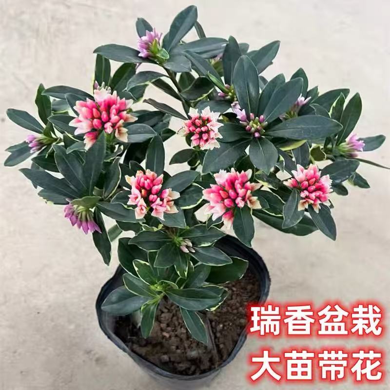 金边瑞香盆栽带花苞耐寒花卉冬季开花阳台庭院植物好养