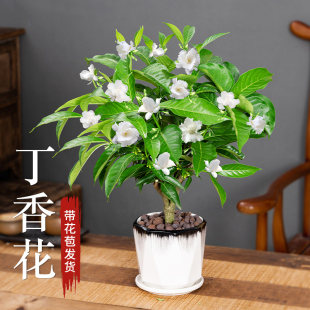 丁香花树苗盆栽花卉植物室内老桩盆景绿植四季开花带花苞浓香好养