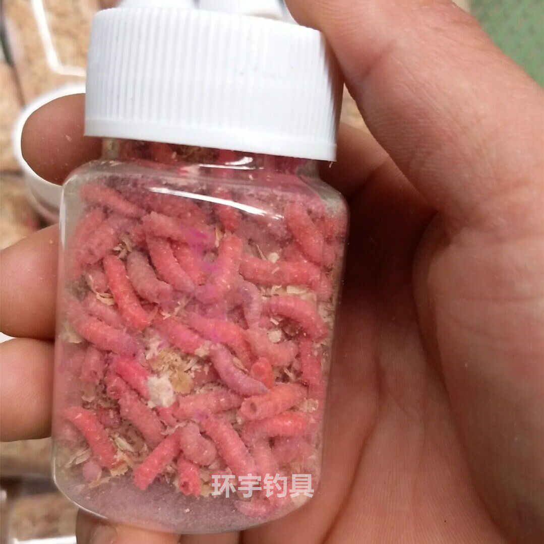 蛆虫活体价格 蛆虫活体图片 星期三