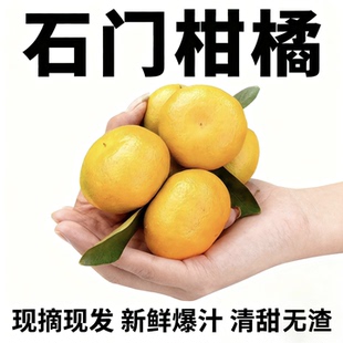 正宗石门秀坪柑橘常德蜜柑桔子新鲜水果早熟蜜桔橘子皮薄孕妇水果