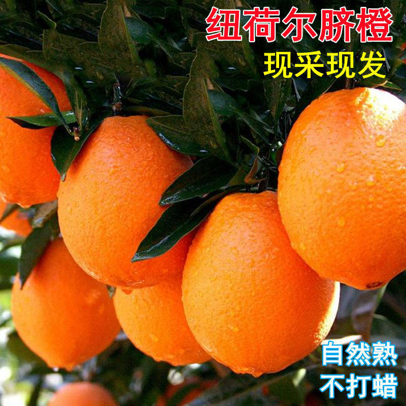 石门特产纽荷尔脐橙10褚橙赣南