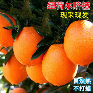 石门特产纽荷尔脐橙孕妇酸甜橙子榨汁水果10斤装PK赣南橙褚橙包邮