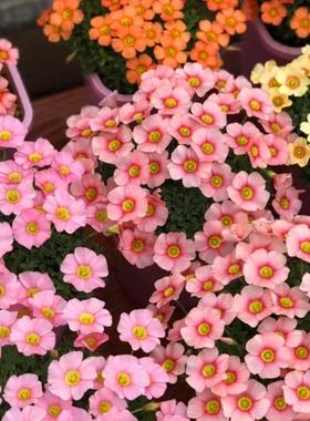 酢浆草盆栽新手易爆花OB系列四叶草秋植小型球根花卉秋天种植