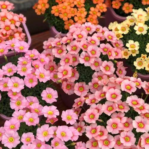 酢浆草盆栽新手易爆花OB系列四叶草秋植小型球根花卉秋天种植