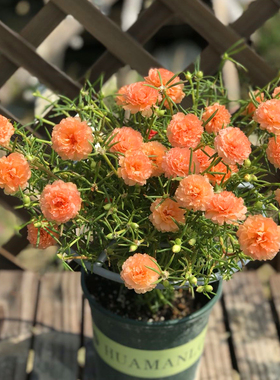 太阳花苗带根枝条重瓣植物室外花卉盆栽耐热新手易养满15元包邮