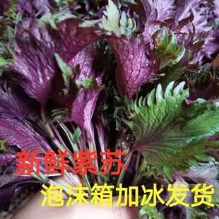 湖南怀化新鲜紫苏叶紫苏鱼虾蟹嗦螺龙虾提香去腥农家饭店湘菜馆