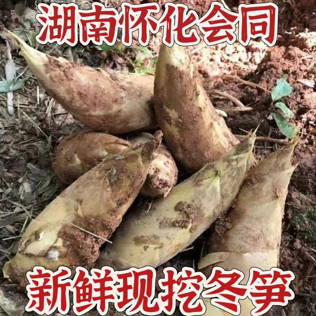 现挖湖南怀化高山黄泥冬笋新鲜毛竹笋农家楠竹冬笋两头尖嫩笋甜笋