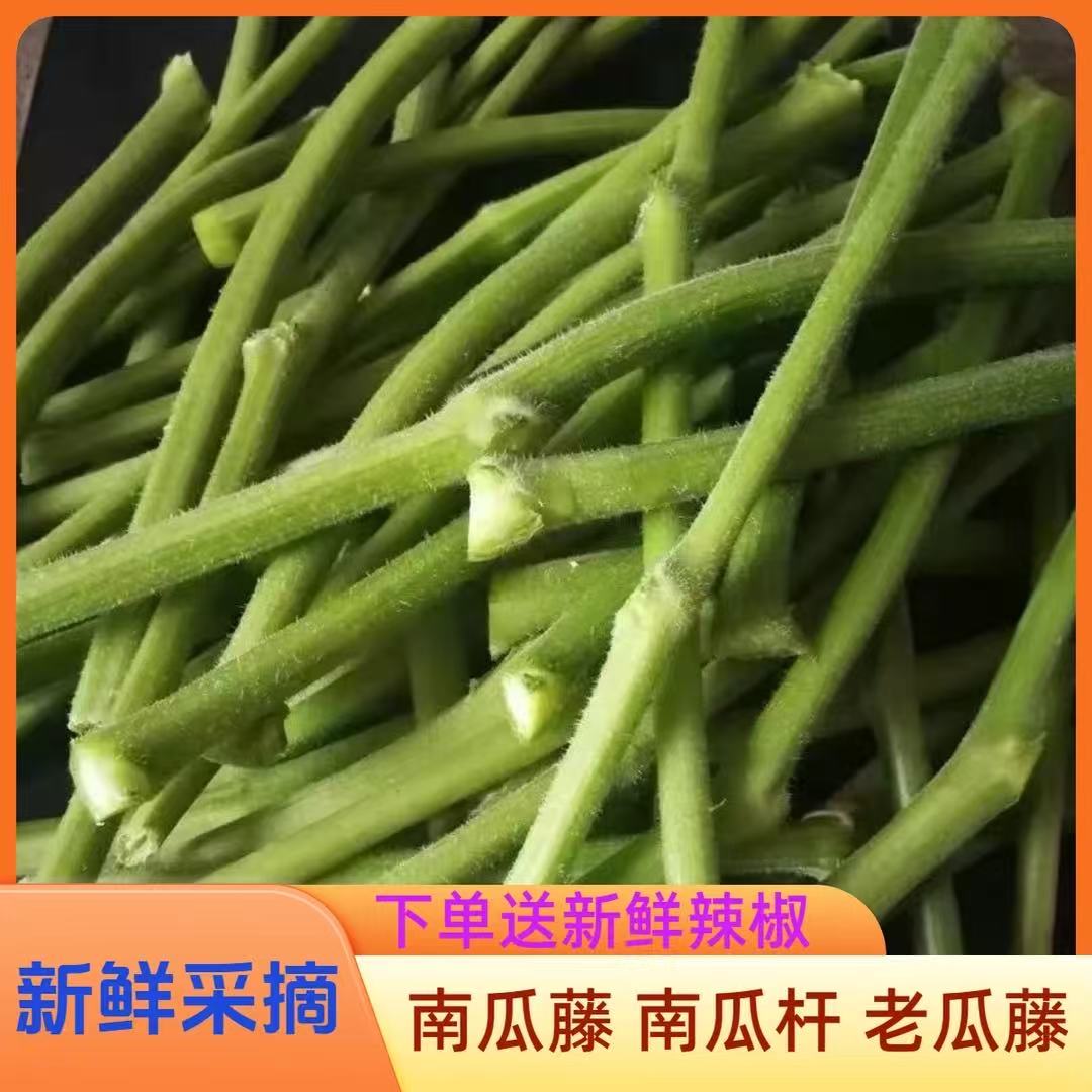 新鲜南瓜藤南瓜杆老瓜藤瓜藤