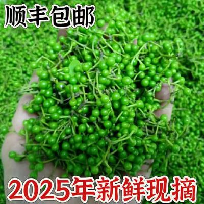 湖南山胡椒山苍子山姜子木姜子