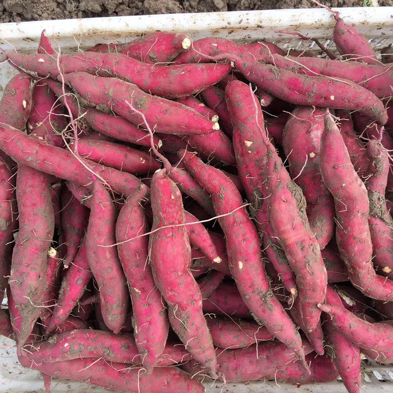 现挖心香黄心红薯 农科院正宗临安天目山小香薯地瓜山芋板栗番薯