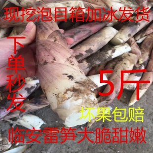 现挖新鲜雷笋冬笋临安新鲜竹笋野生竹笋新鲜雷笋小雷笋春笋