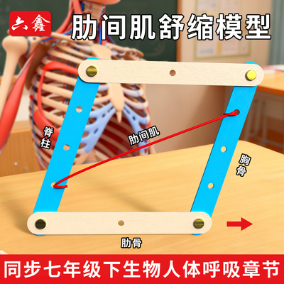七年级生物肋间肌舒缩模型材料包