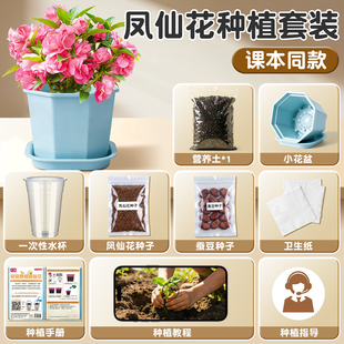 凤仙花种子种植套装四年级下册小学生科学实验儿童小盆栽四季种籽