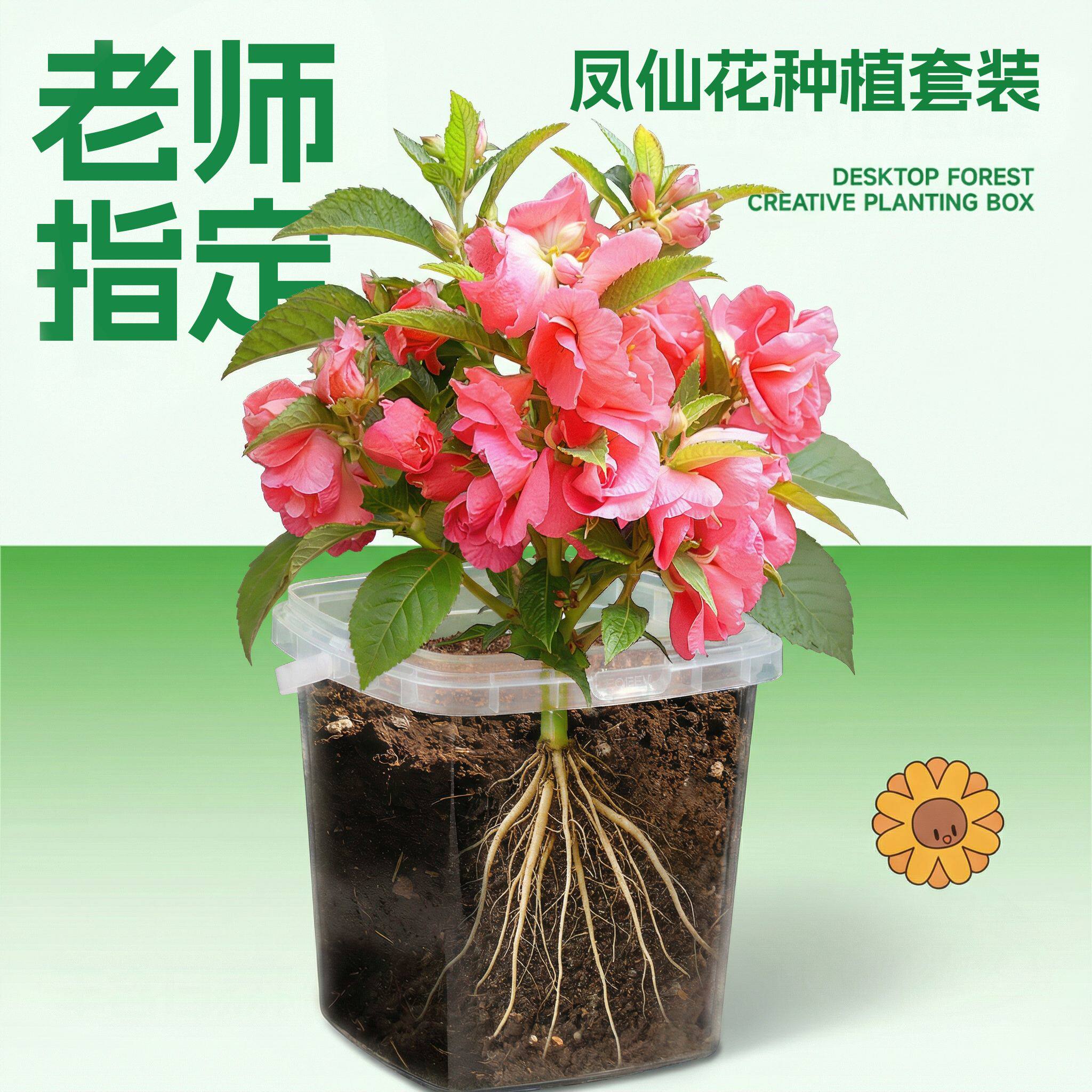儿童种植小盆栽向日葵凤仙花种子草莓小学生植物生长观察盒小番茄