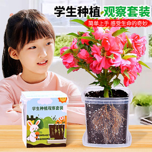 凤仙花种子种植套装四年级下册小学生科学实验儿童小盆栽四季种籽