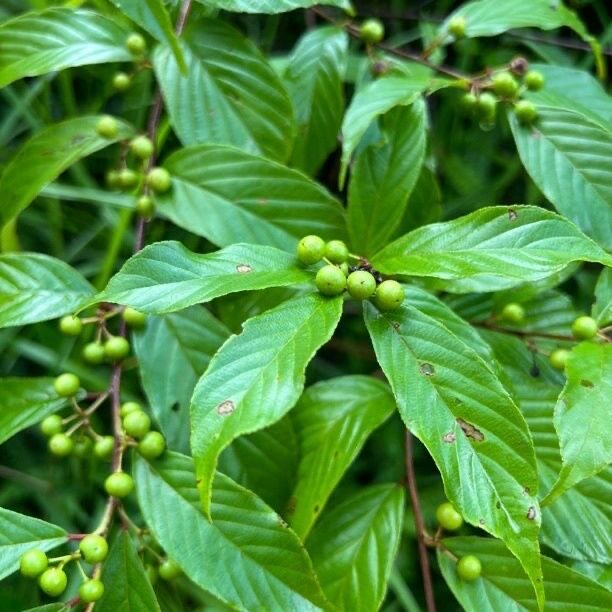 长叶冻绿鼠李梨罗根一扫光铁包金六厘癞痢山绿篱根马灵仙四季药苗