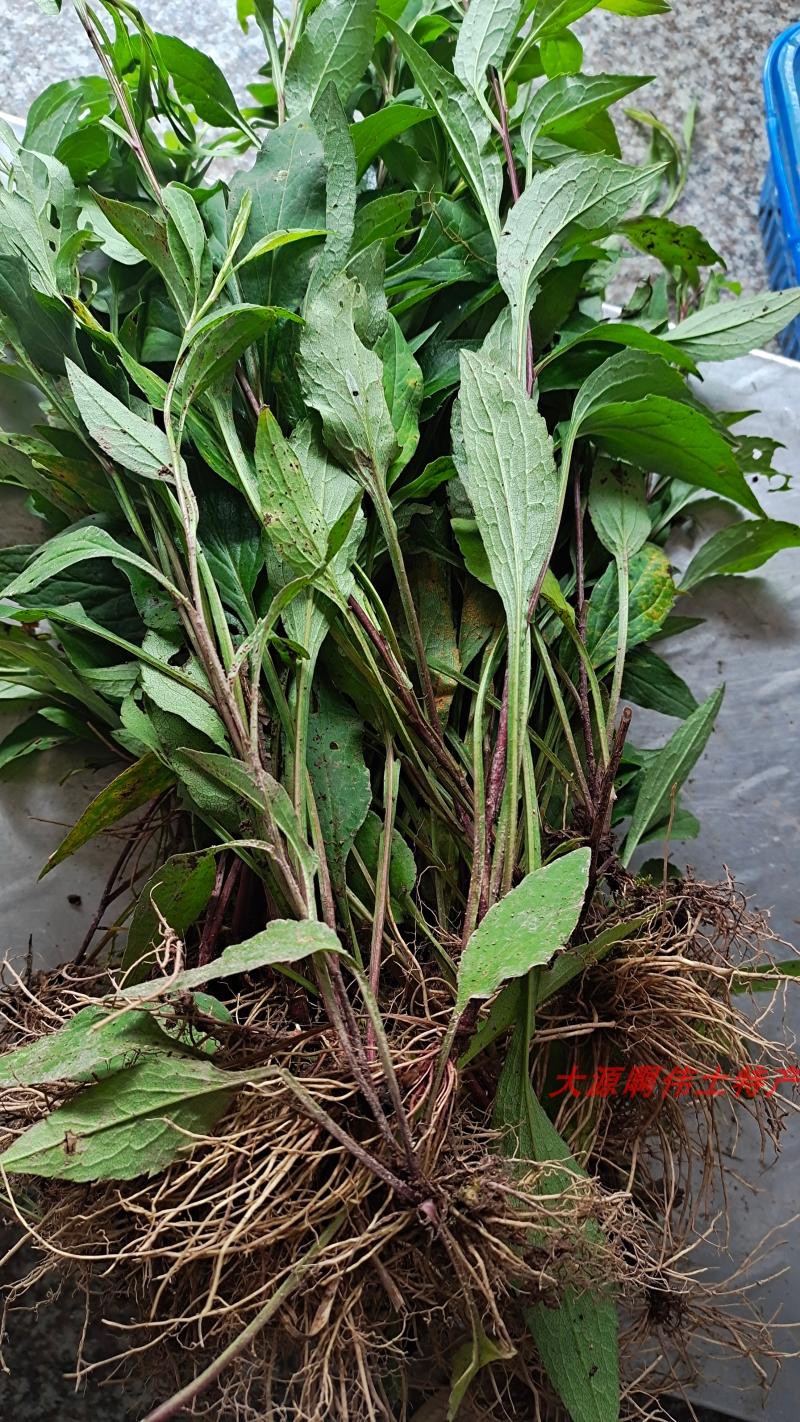 农家新鲜中草药  拍下现挖  一枝黄花   整珠入药  一支黄花