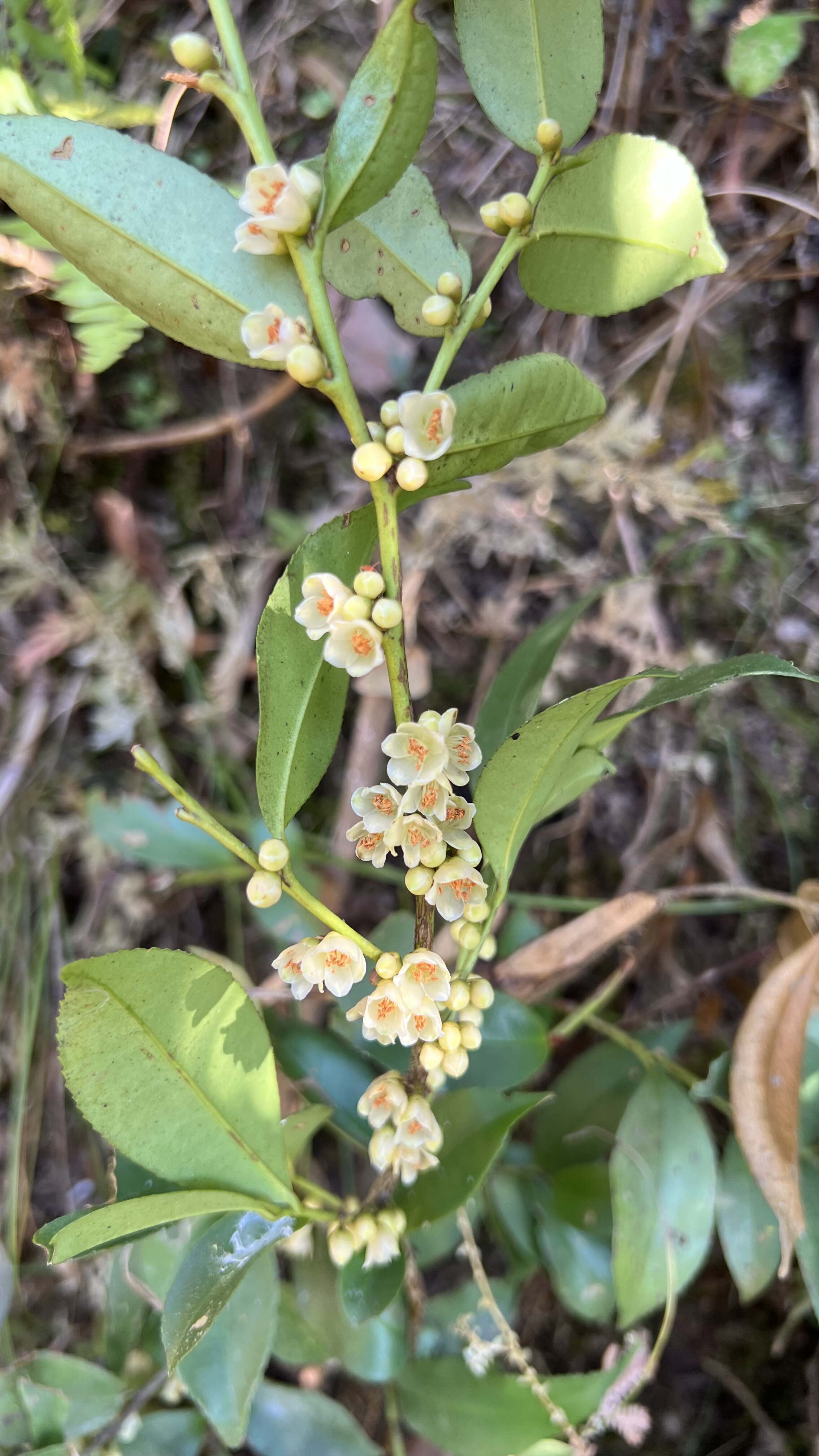 野桂花柃木粉红野山桂四季常春阳台庭院绿植盆栽树桩花香冬季开花