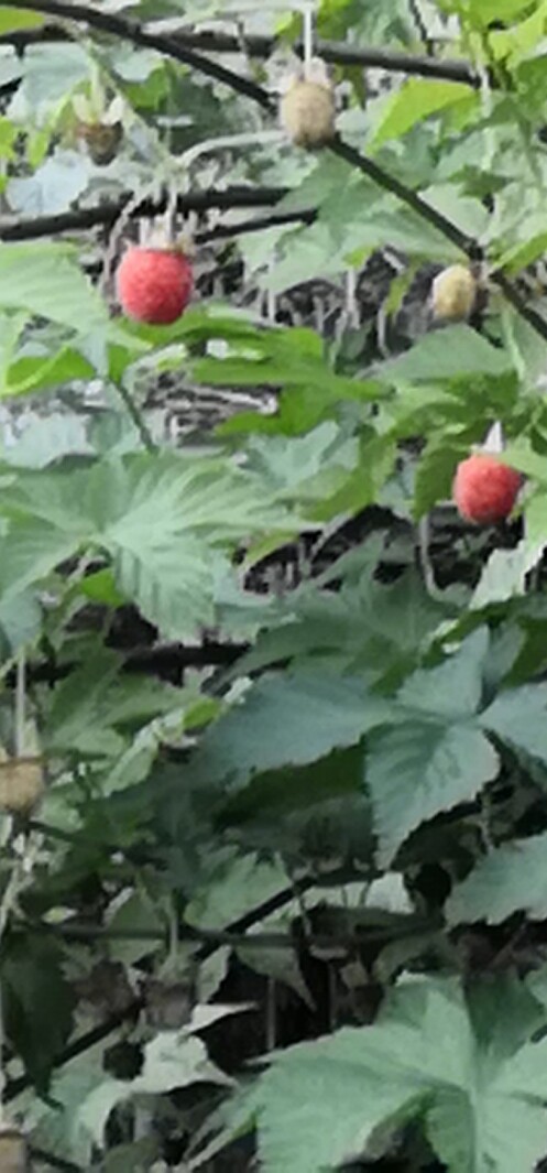 覆盆子果树苗南方种植庭院地栽