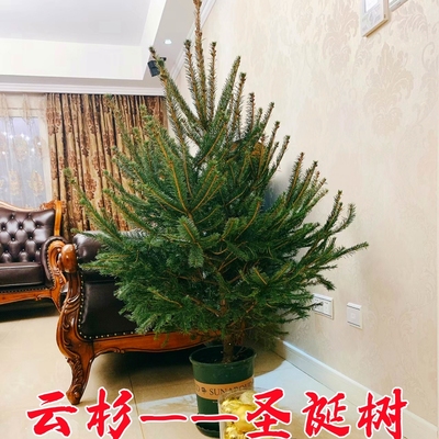 云杉树苗真圣诞松树挪威云杉庭院别墅耐寒大型盆栽风景树苗活树苗