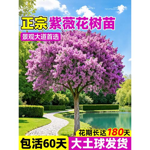 紫薇树苗老桩大树特大号紫薇树苗盆景天鹅绒大型庭院四季植物红花