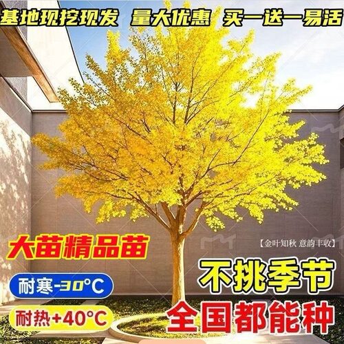 金叶银杏树苗白果占地庭院绿化