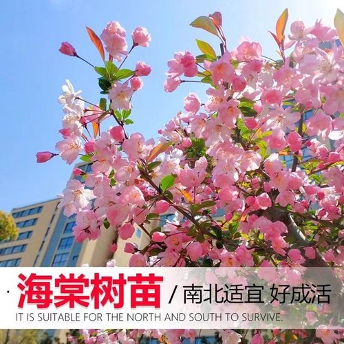西府海棠树苗庭院绿化垂丝北美