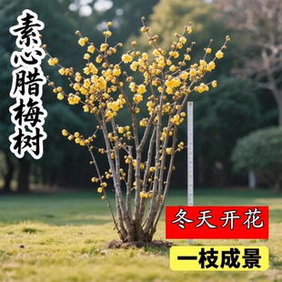 腊梅花树苗庭院地栽耐寒冬季开花卉植物浓香原生红梅高杆素心腊梅