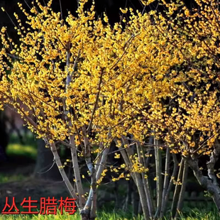 原生高杆腊梅花树苗庭院耐寒棒棒糖形树丛生腊梅苗地栽盆栽浓香型