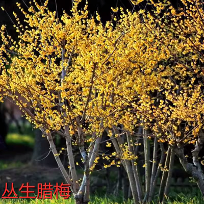 丛生腊梅苗庭院种植耐寒腊梅树苗