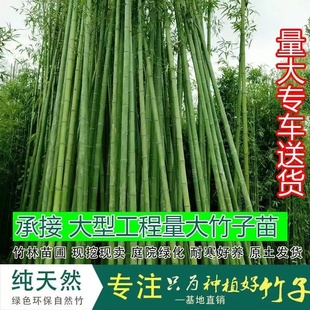 竹苗竹子苗金镶玉庭院四季常青地栽青竹室内外紫竹黄金竹户外栅栏