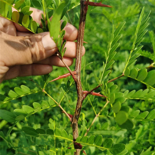 大刺皂角树苗庭院地栽绿化造刺树药用皂荚树苗篱笆围墙防护墙树苗
