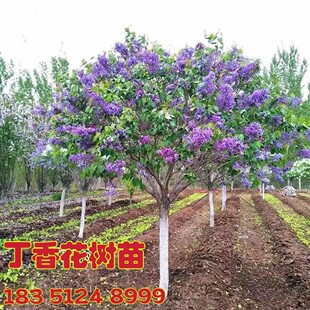丁香花树苗庭院别墅丛生紫丁香花苗盆栽浓香花卉耐寒大型风景树种