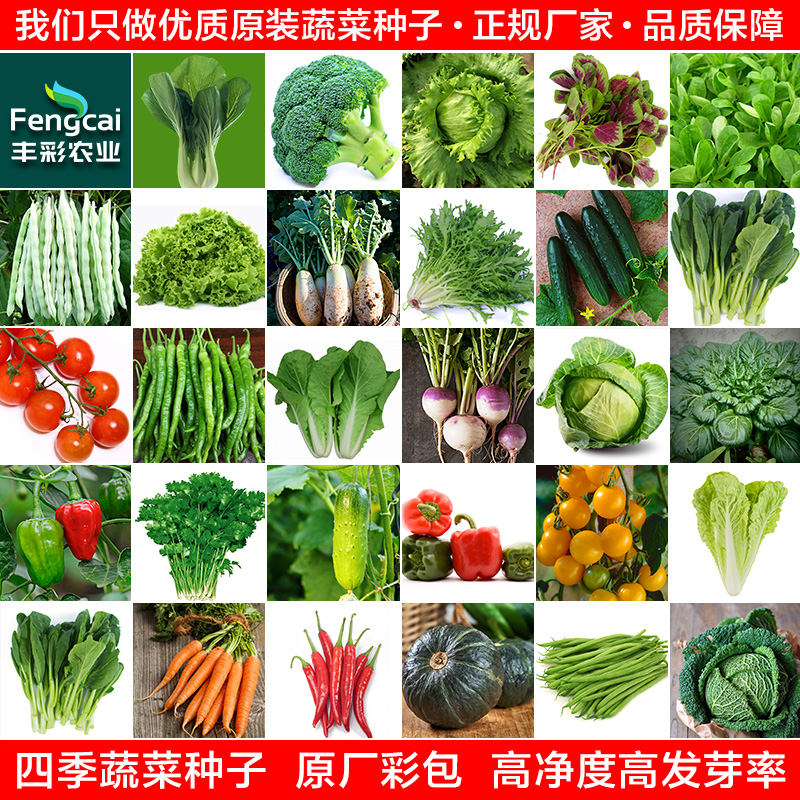 四季阳台盆栽蔬菜种简单发芽率高