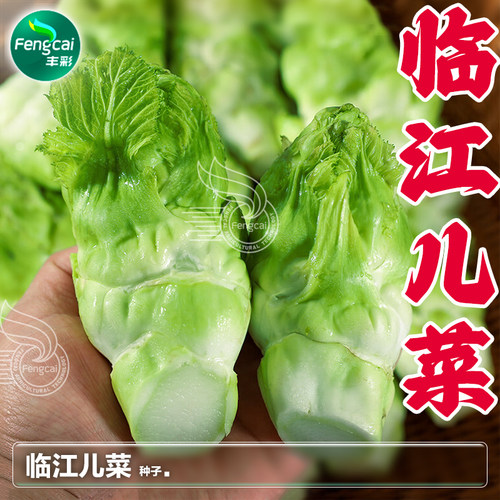 正宗四川临江儿菜种子秋季蔬菜籽