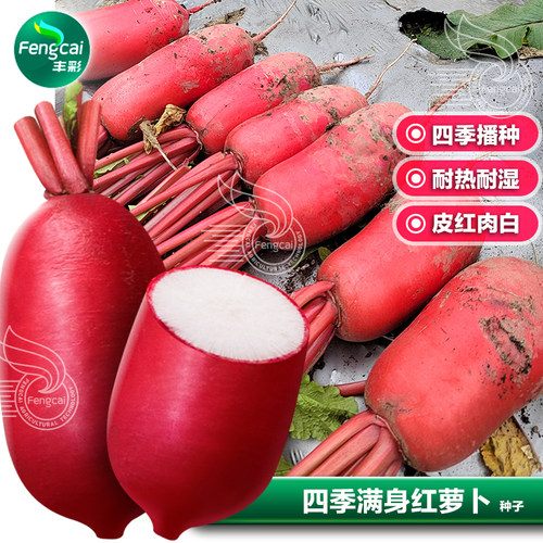 四川种源四季播种红皮萝卜籽种子