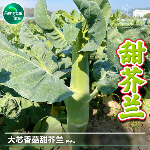 四季甜芥兰种子鸡腿大芥兰可盆栽