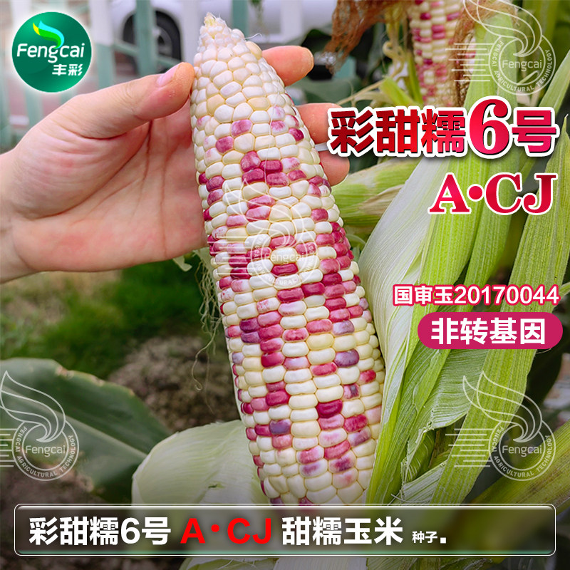 彩甜糯6号花玉米种子种籽水果南方玉米粘糯非转基因蔬菜种孑大全