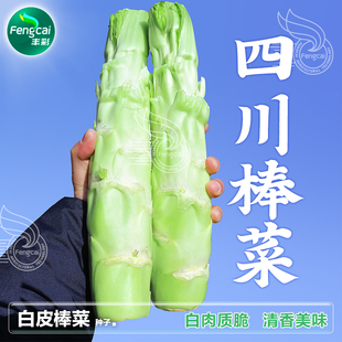 四川棒棒菜种籽种子薄皮芥菜头青笋子芥莱秋后秋季四季蔬菜籽种孑