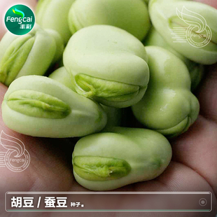 七星大蚕豆种子特大胡豆种籽兰花豆葫豆高产秋季播种蔬菜种孑大全