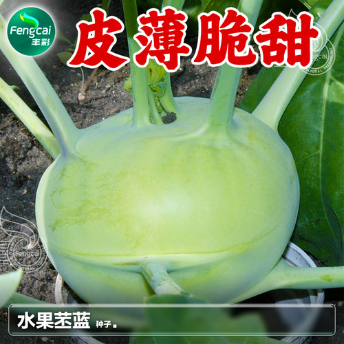 皮薄脆甜不易裂果春秋播种生长快