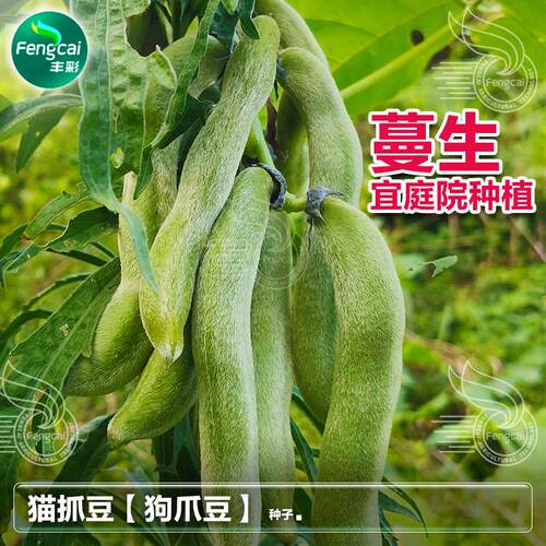 猫抓豆狗爪豆种籽子庭院爬藤观赏