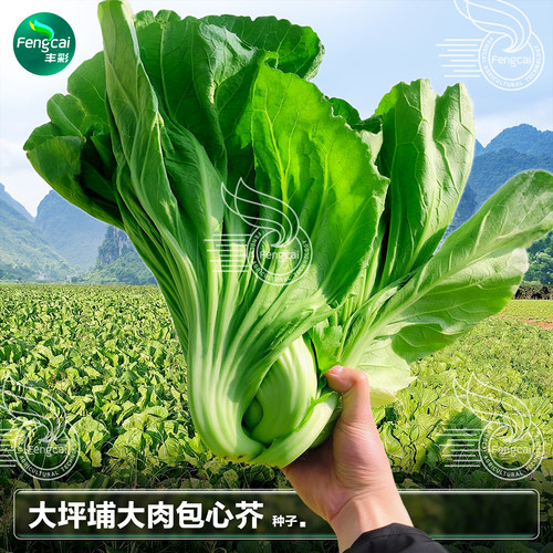 大坪埔包心芥菜籽盖菜水咸菜种子