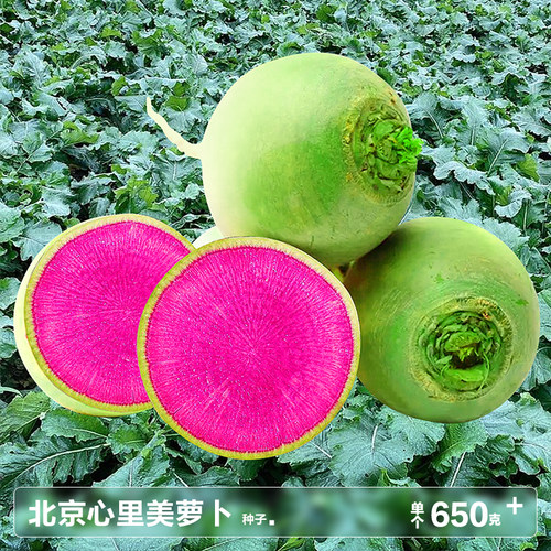 心里美萝卜肉丝鲜红脆甜可口春季