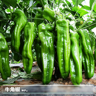 牛角椒辣椒籽螺丝椒种子苗夏季四季阳台盆栽种植蔬菜籽种籽孑大全