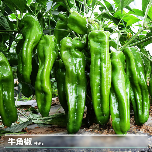 大果丰产型牛角辣椒连续坐果微辣