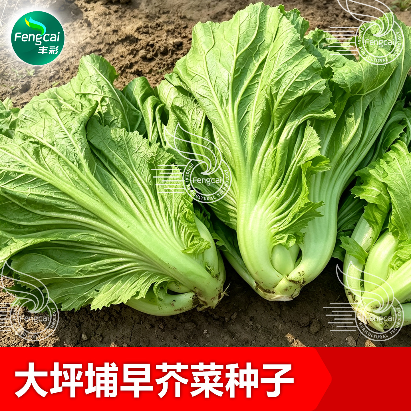 大坪铺芥菜种子南方酸菜专用芥菜