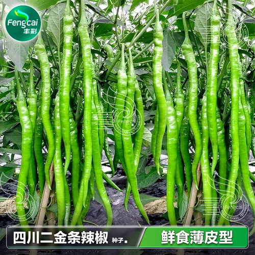 四川薄皮香辣二金条辣椒种子春秋