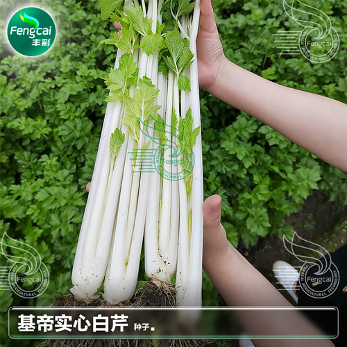 四川白芹菜种子香味浓郁四季播种