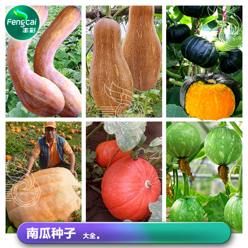 各种南瓜种子大全可阳台盆栽蔬菜